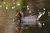 Dusky Moorhen